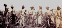 Landarbejdere i sukkermark