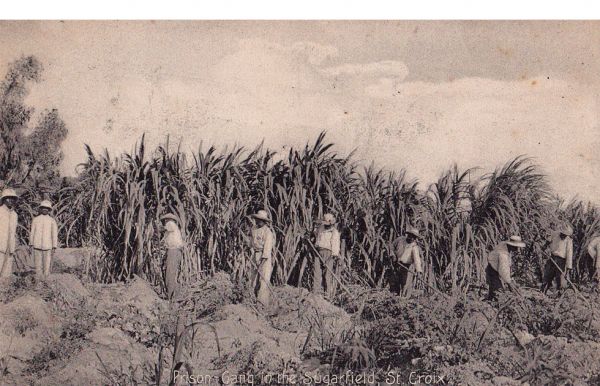 Straffefanger paa arbejde i sukkermark