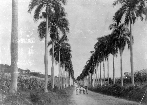 St Croix Centerline med kongepalmer
